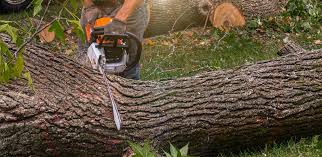 Best Stump Grinding and Removal  in Hayward, WI